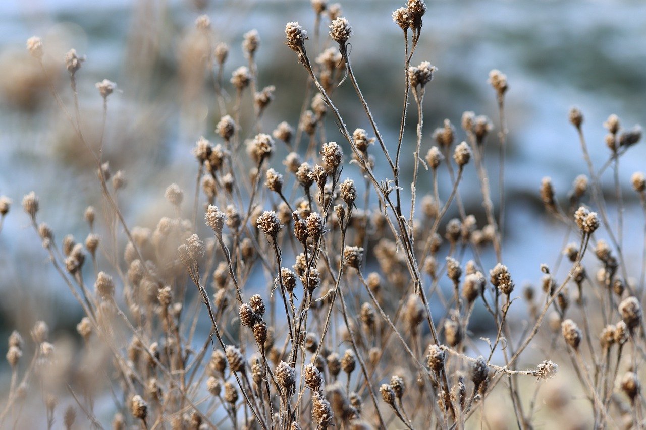 How to Create a Wildflower Meadow in a Small Yard